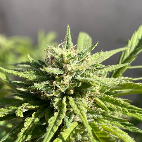 Orange juice(??? growlog timeline photo