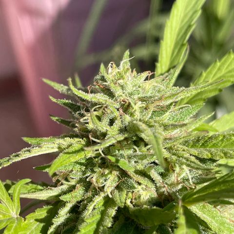 Orange juice(??? growlog timeline photo