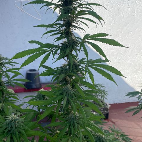 Lemon cake 3 growlog timeline photo