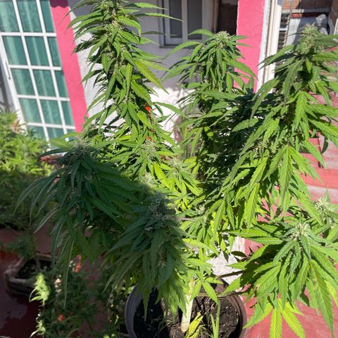Lemon cake 5 growlog timeline photo