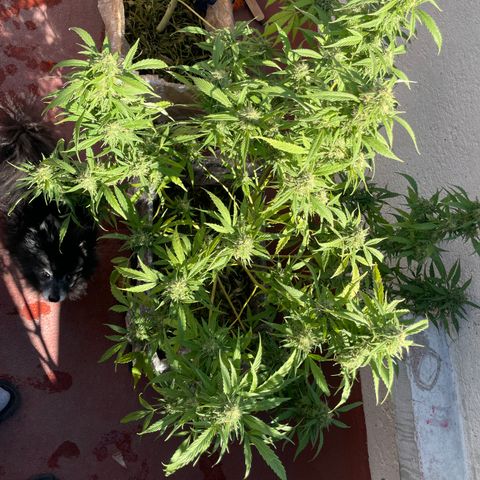 Lemon cake 4 growlog timeline photo