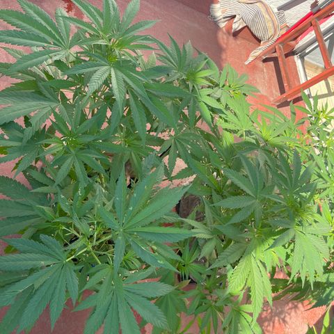 Orange juice  growlog timeline photo