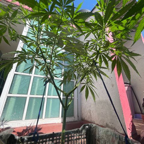 Tangie 2 growlog timeline photo