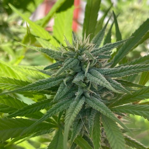 Lemon cake 7 growlog timeline photo