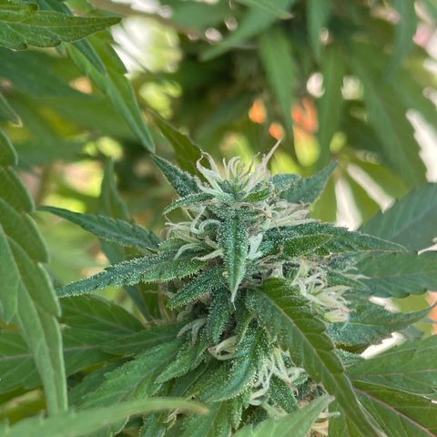 Lemon cake 5 growlog timeline photo