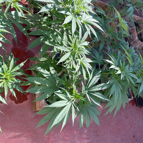 Orange juice  growlog timeline photo