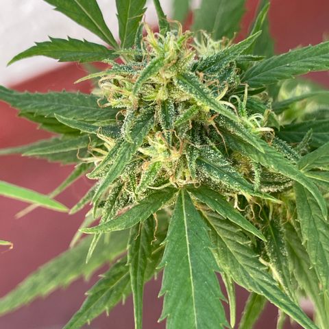 Lemon cake 4 growlog timeline photo