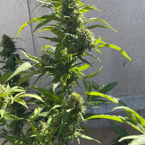 Lemon cake 4 growlog timeline photo