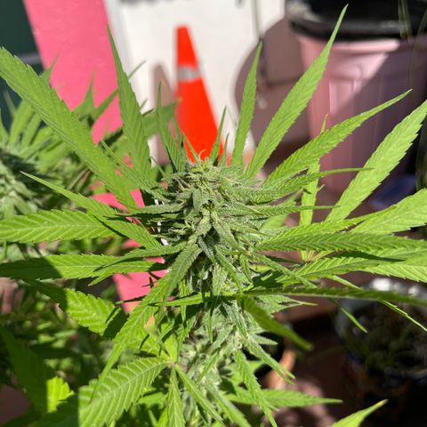 Lemon cake 7 growlog timeline photo