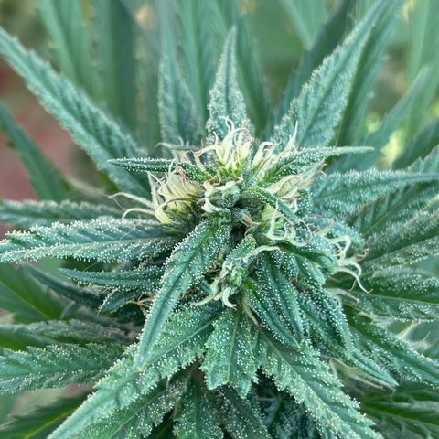Lemon cake 6 growlog timeline photo