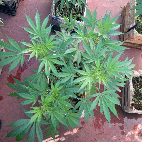 King cake  growlog timeline photo