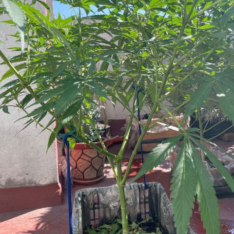 Tangie 2 growlog timeline photo
