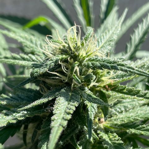 Lemon cake 6 growlog timeline photo