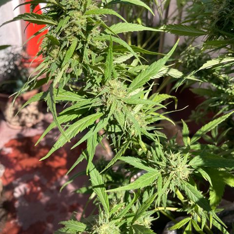 Lemon cake 4 growlog timeline photo