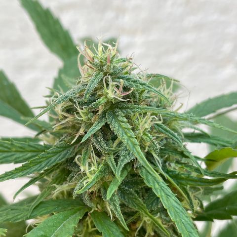 Lemon cake 4 growlog timeline photo