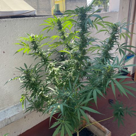 Lemon cake 6 growlog timeline photo