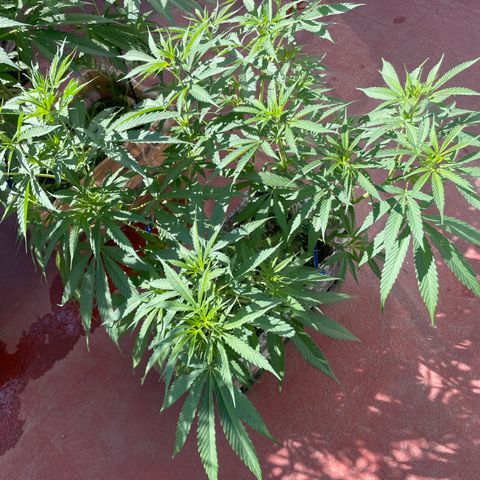 Tangie 2 growlog timeline photo