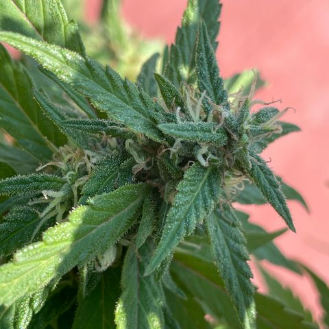 Lemon cake 5 growlog timeline photo