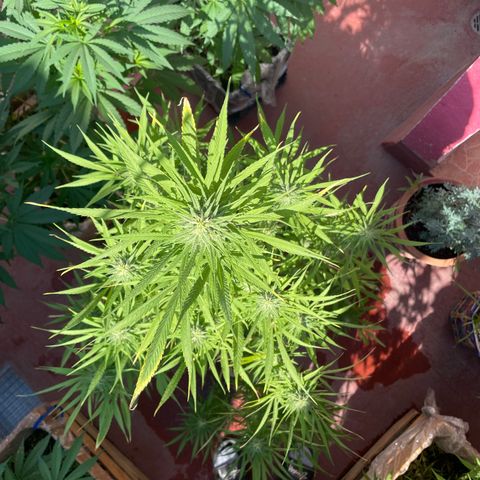 Lemon cake 7 growlog timeline photo