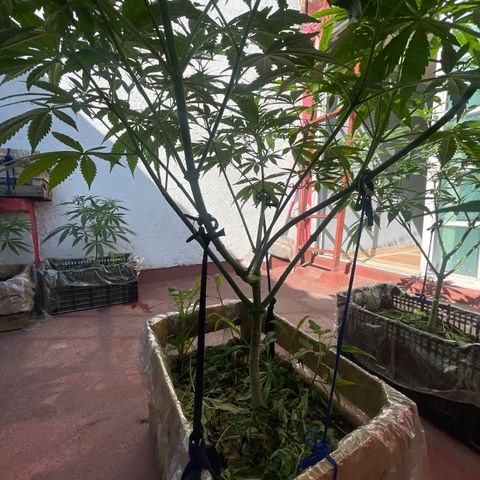 Orange juice  growlog timeline photo