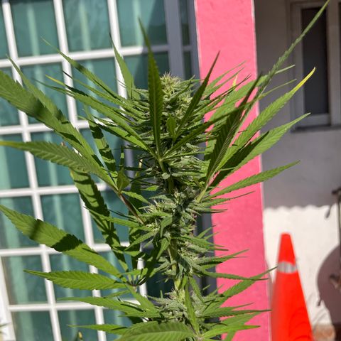 Lemon cake 7 growlog timeline photo