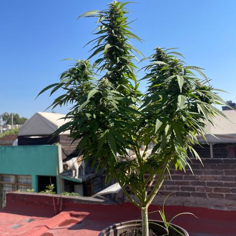 Lemon cake 5 growlog timeline photo