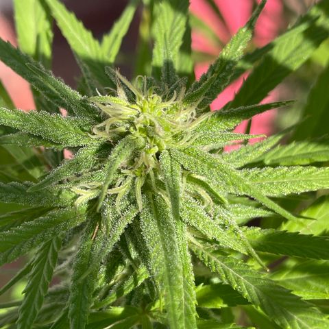Lemon cake 7 growlog timeline photo