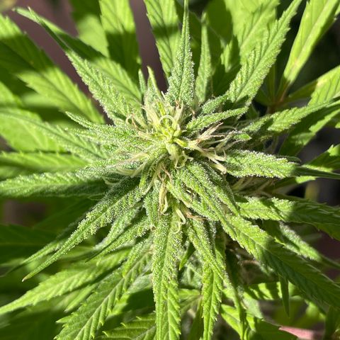 Lemon cake 7 growlog timeline photo