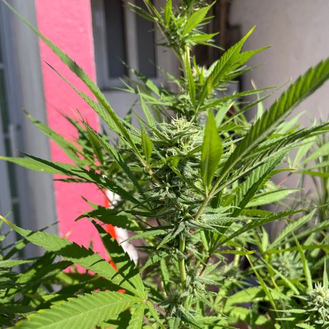 Lemon cake 7 growlog timeline photo