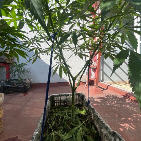 Tangie 2 growlog timeline photo