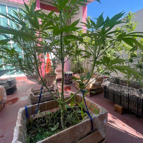 King cake  growlog timeline photo