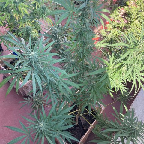 Lemon cake 6 growlog timeline photo