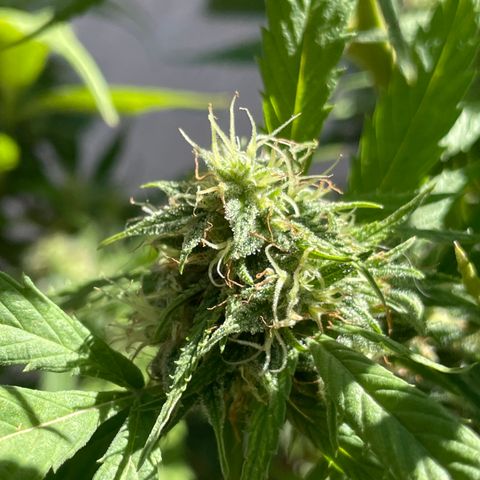 Lemon cake 4 growlog timeline photo