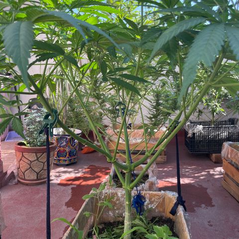 Orange juice  growlog timeline photo