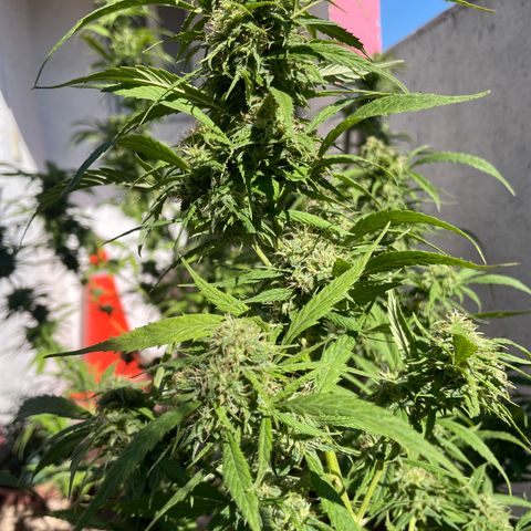 Lemon cake 4 growlog timeline photo