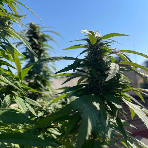 Lemon cake 5 growlog timeline photo