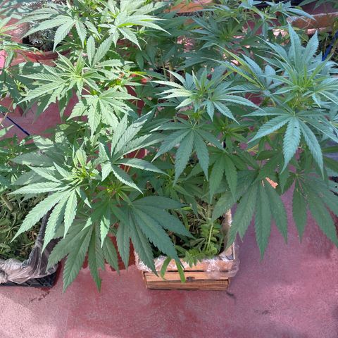 Orange juice  growlog timeline photo