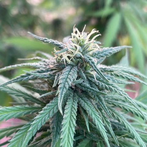 Lemon cake 3 growlog timeline photo