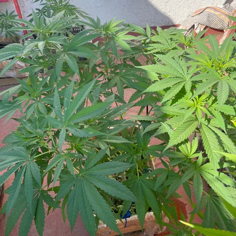 Orange juice  growlog timeline photo