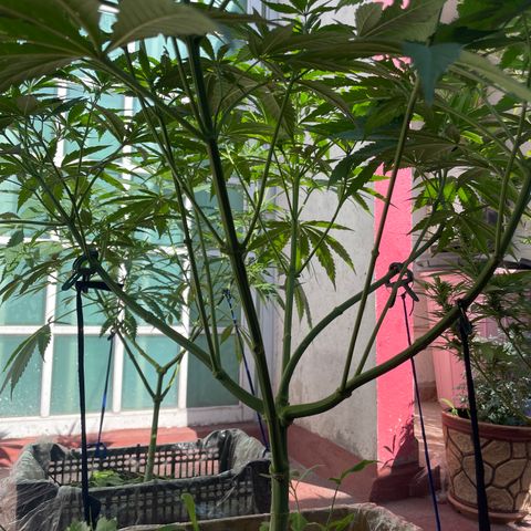 Orange juice  growlog timeline photo