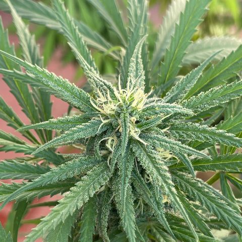 Lemon cake 6 growlog timeline photo
