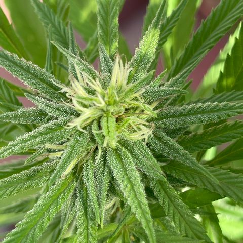 Lemon cake 7 growlog timeline photo