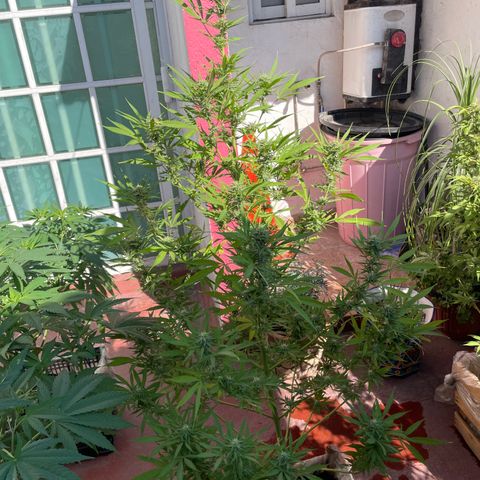 Lemon cake 7 growlog timeline photo