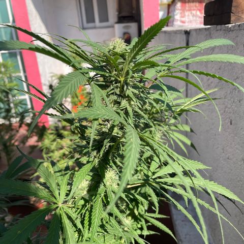 Lemon cake 6 growlog timeline photo