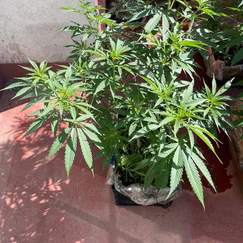 Tangie 2 growlog timeline photo