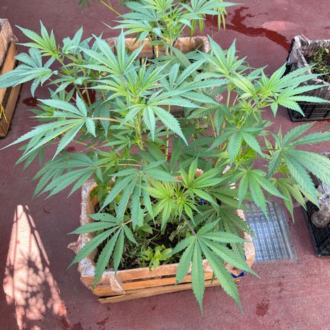 King cake  growlog timeline photo