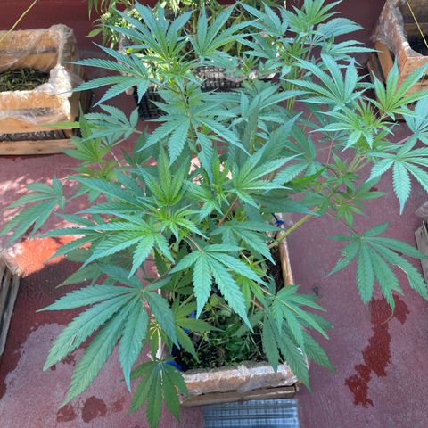 King cake  growlog timeline photo