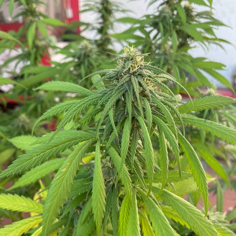 Lemon cake 3 growlog timeline photo