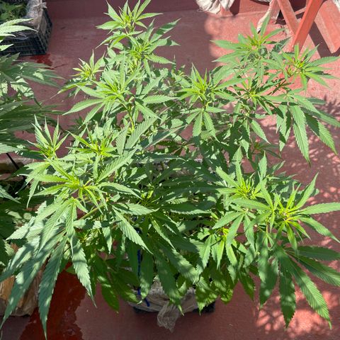 Tangie 2 growlog timeline photo