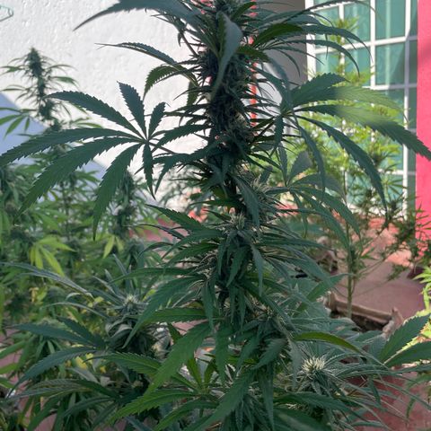 Lemon cake 6 growlog timeline photo